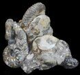 Hoploscaphites Ammonite Cluster - South Dakota #60240-1